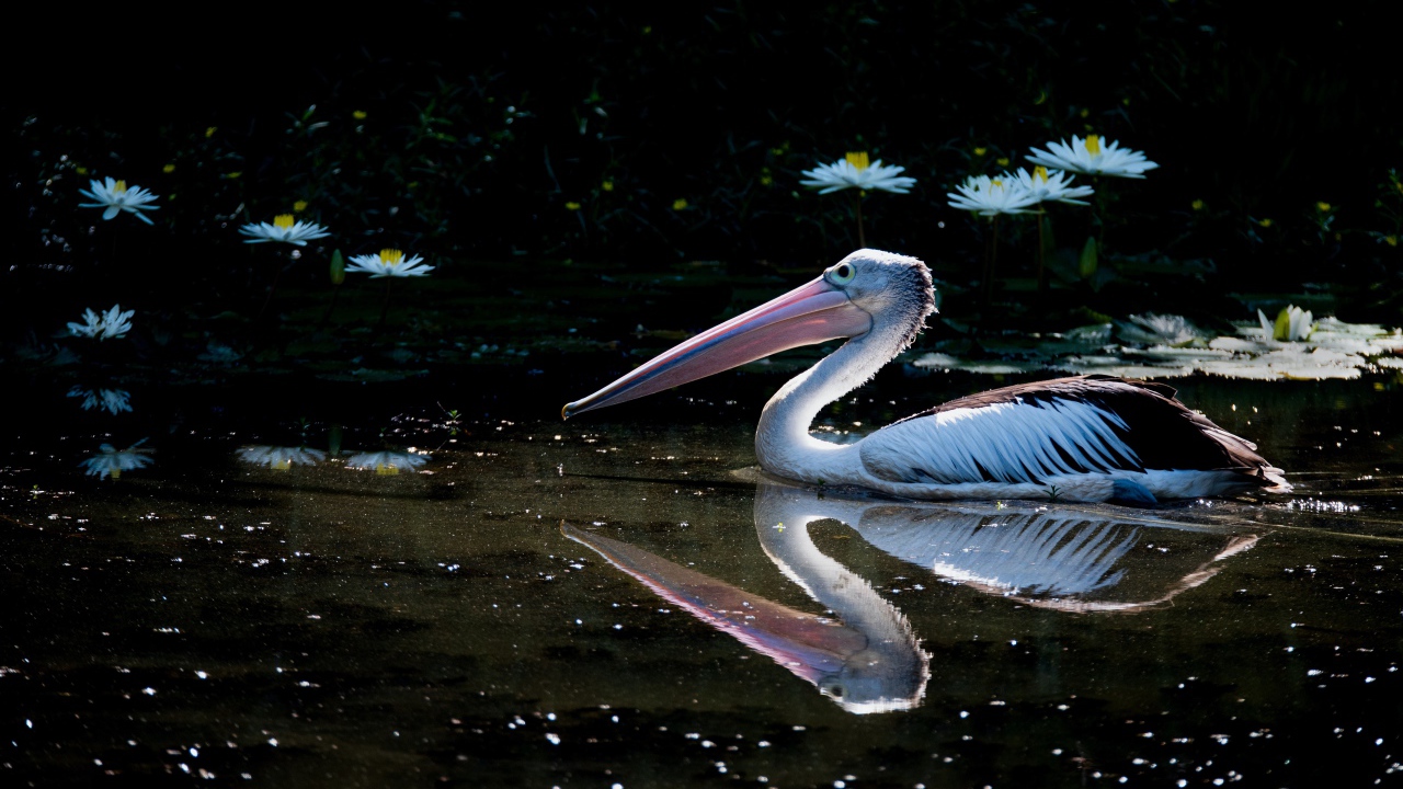 Большой пеликан плавает в пруду с белыми водяными лилиями