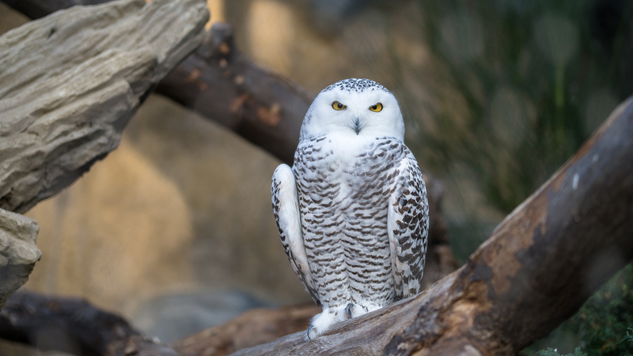 Большая белая сова с желтыми глазами сидит на дереве 