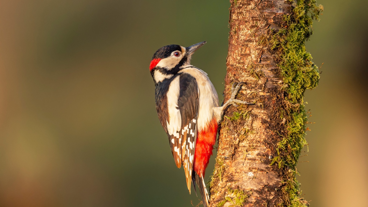 Большой дятел сидит на покрытом мхом дереве 