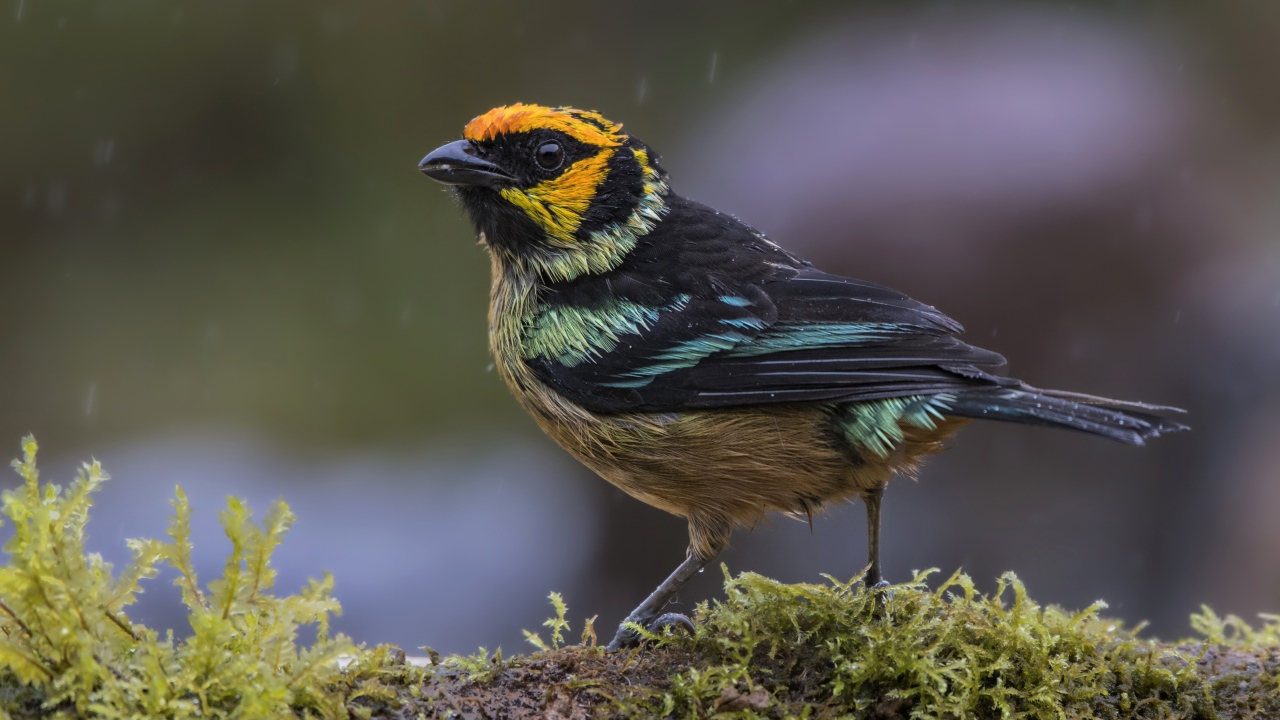 Маленькая птичка сидит на покрытой мхом ветке