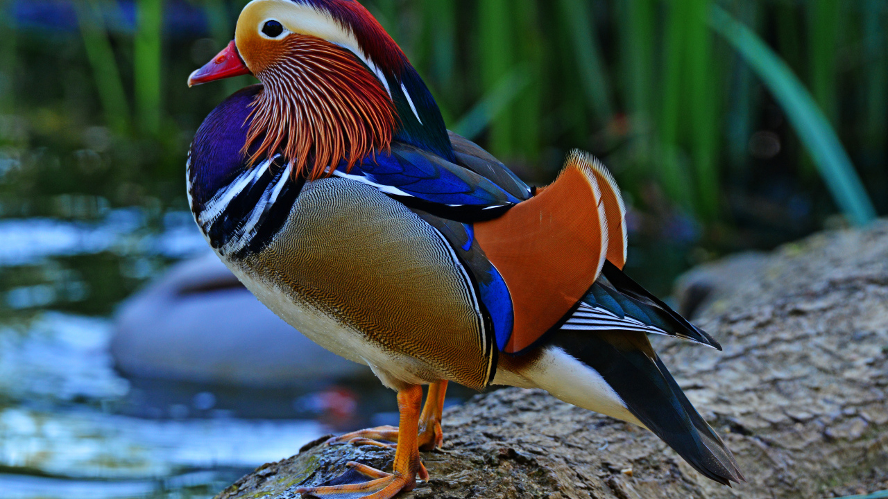 Разноцветная уточка мандаринка сидит на берегу озера