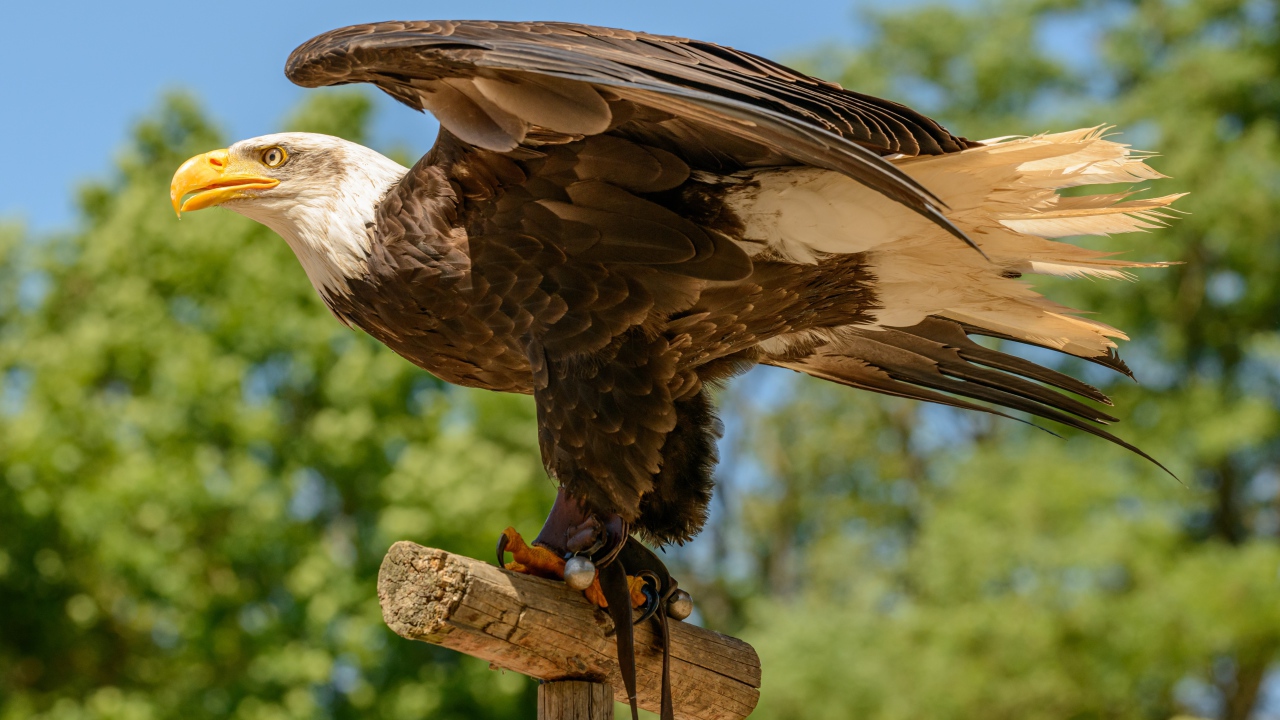 Белоголовый орлан расправил крылья