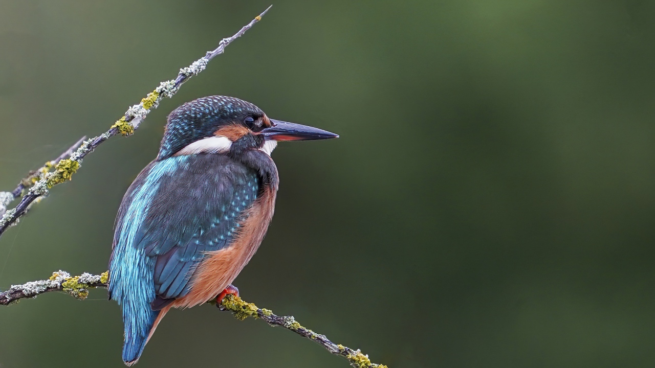 Красивая птица зимородок с острым клювом сидит на ветке