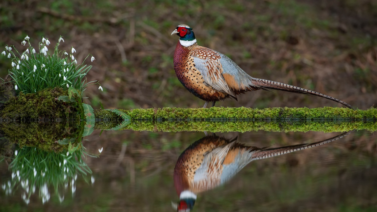 Красивый разноцветный фазан стоит у воды с подснежниками