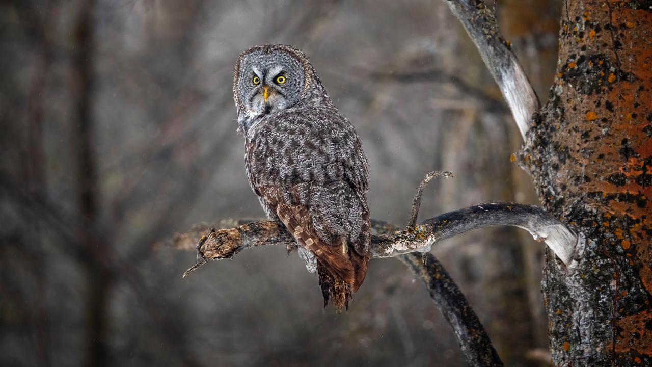 Большая серая сова с желтыми глазами на ветке в лесу