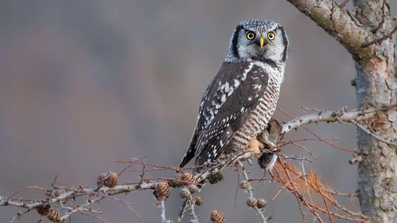 Большая сова сидит на ветке с добычей 