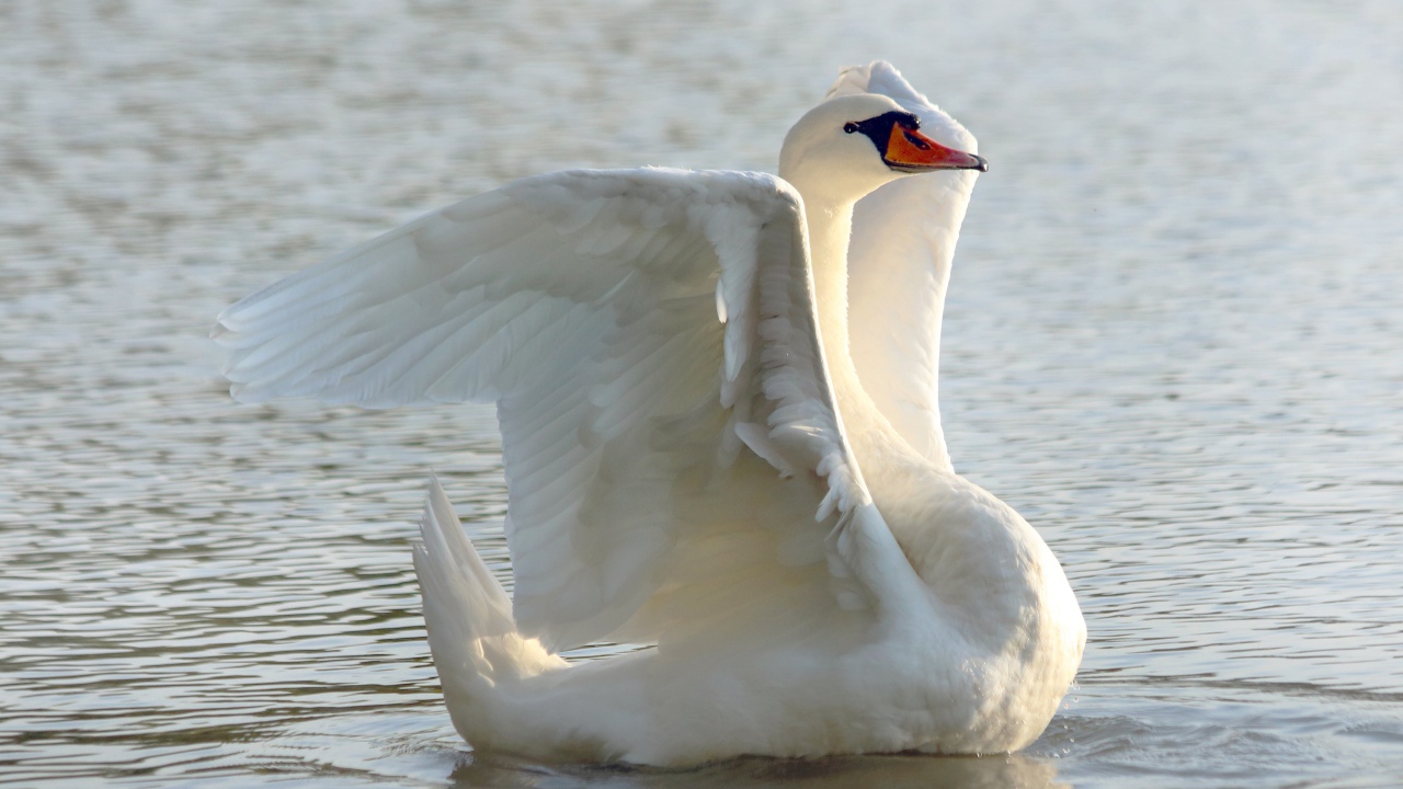 Большой белый лебедь расправил крылья в пруду