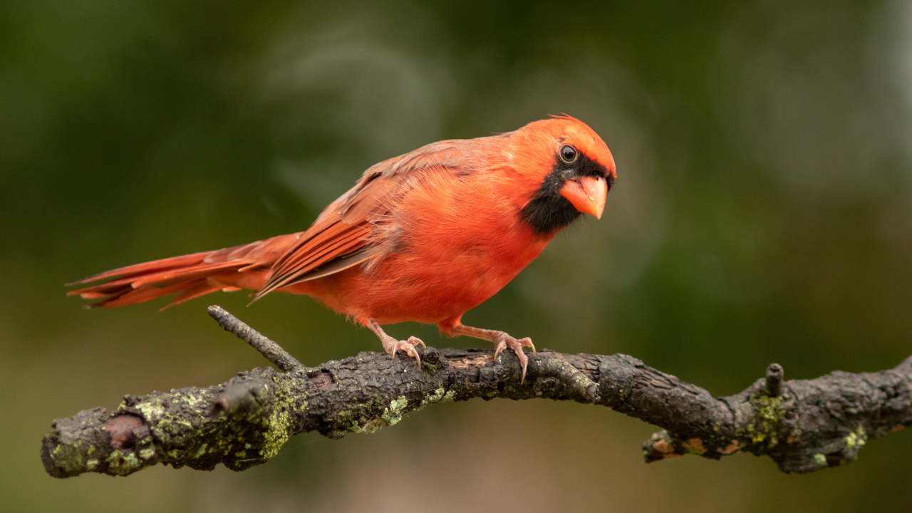 Птица красный кардинал на ветке дерева