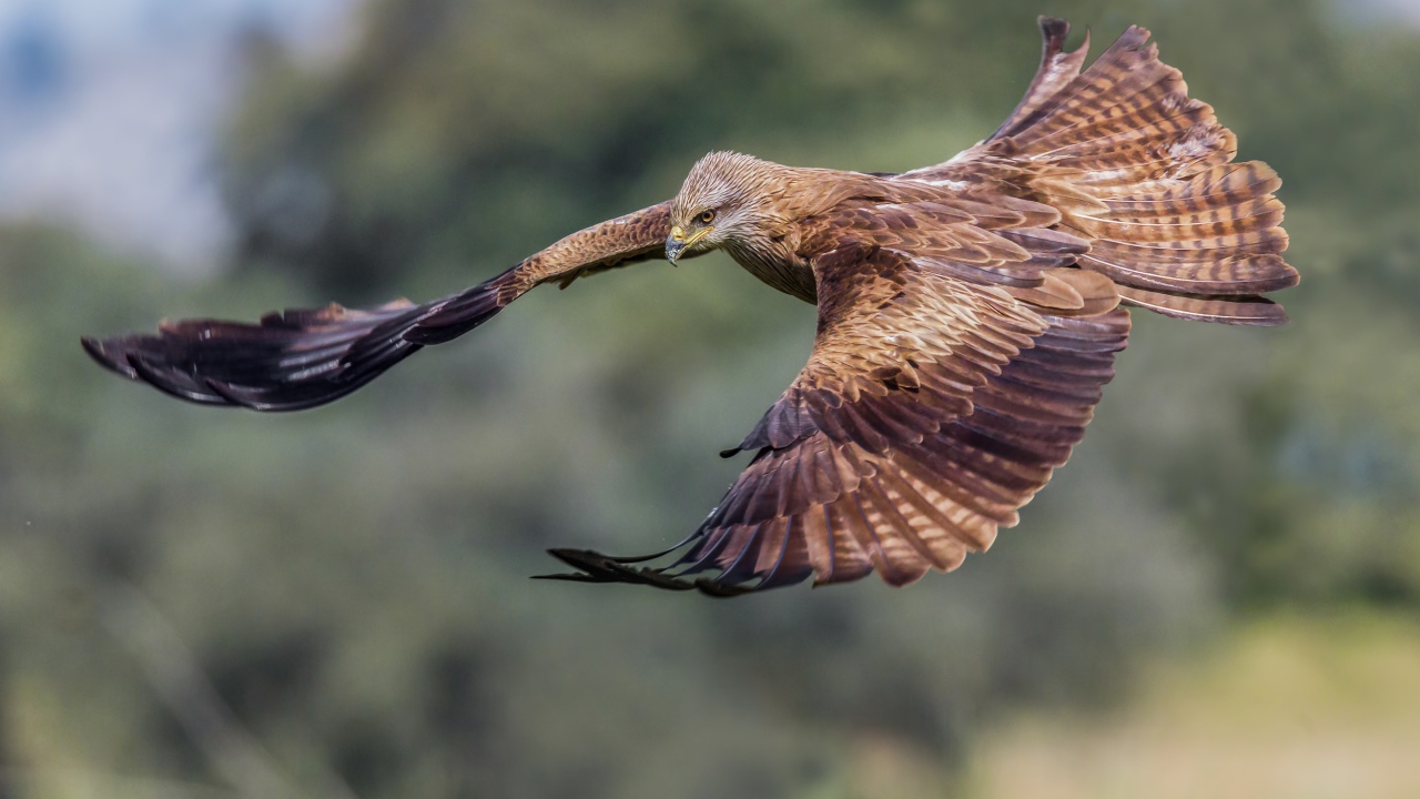 Черный коршун на охоте