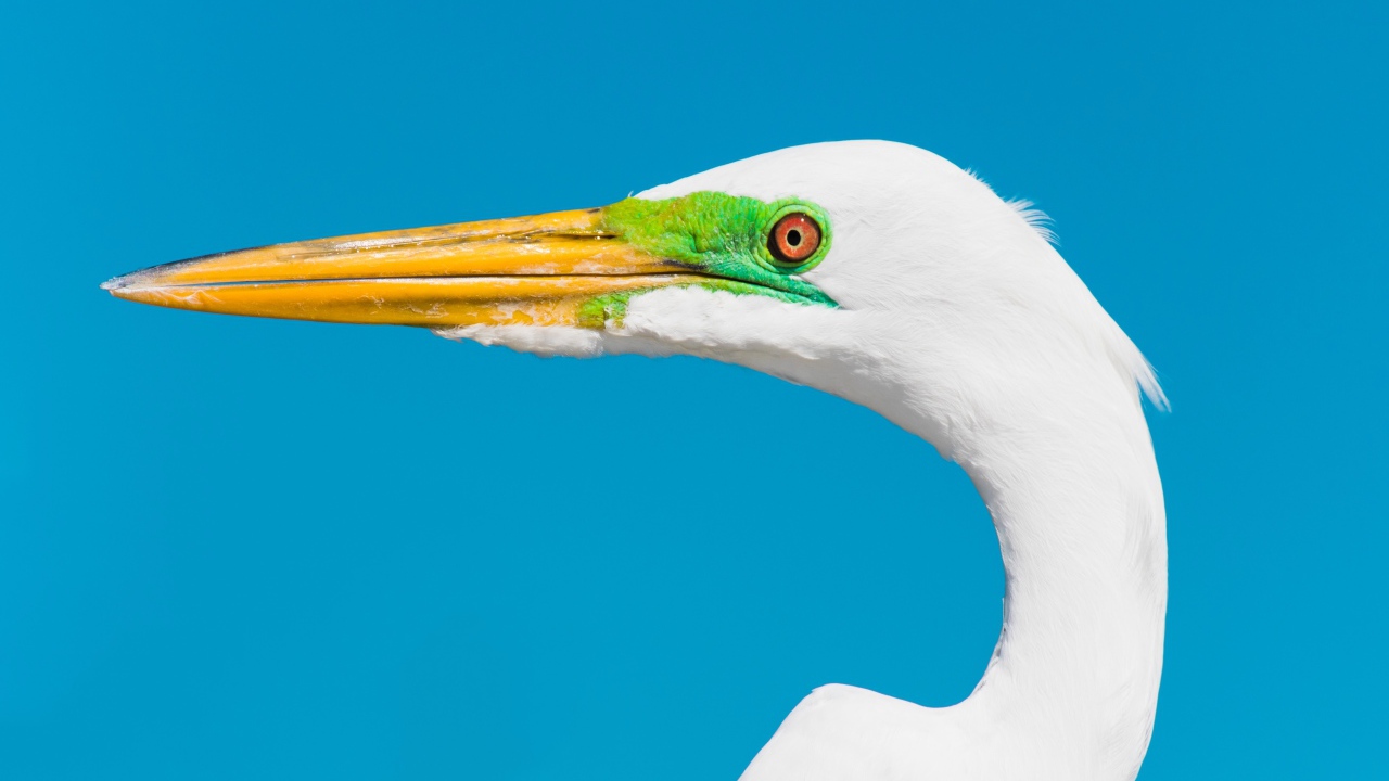 Голова белой цапли с острым клювом на голубом фоне 