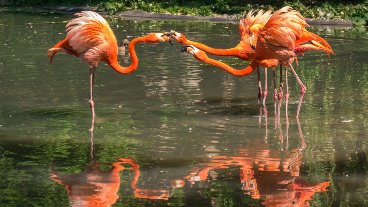 Четыре фламинго стоит в воде в зоопарке
