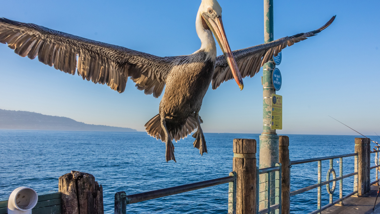 Большой пеликан садится на перила 