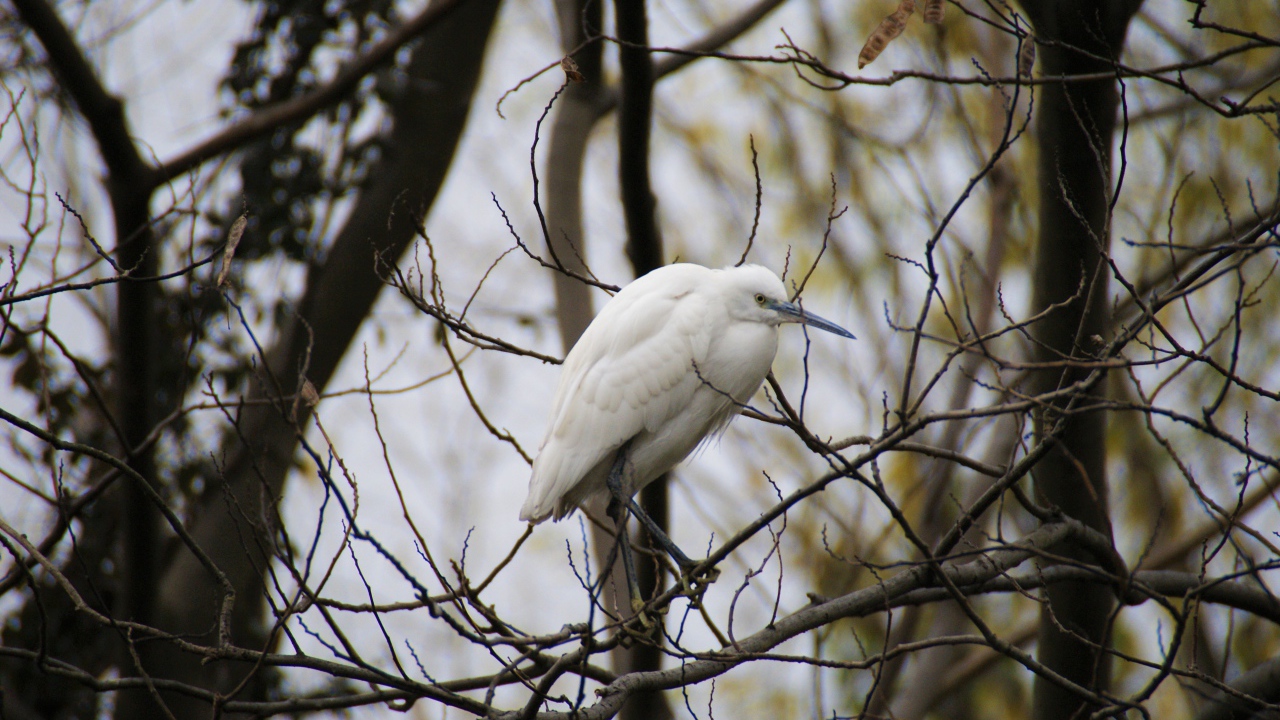 Большая белая цапля сидит на ветке дерева 