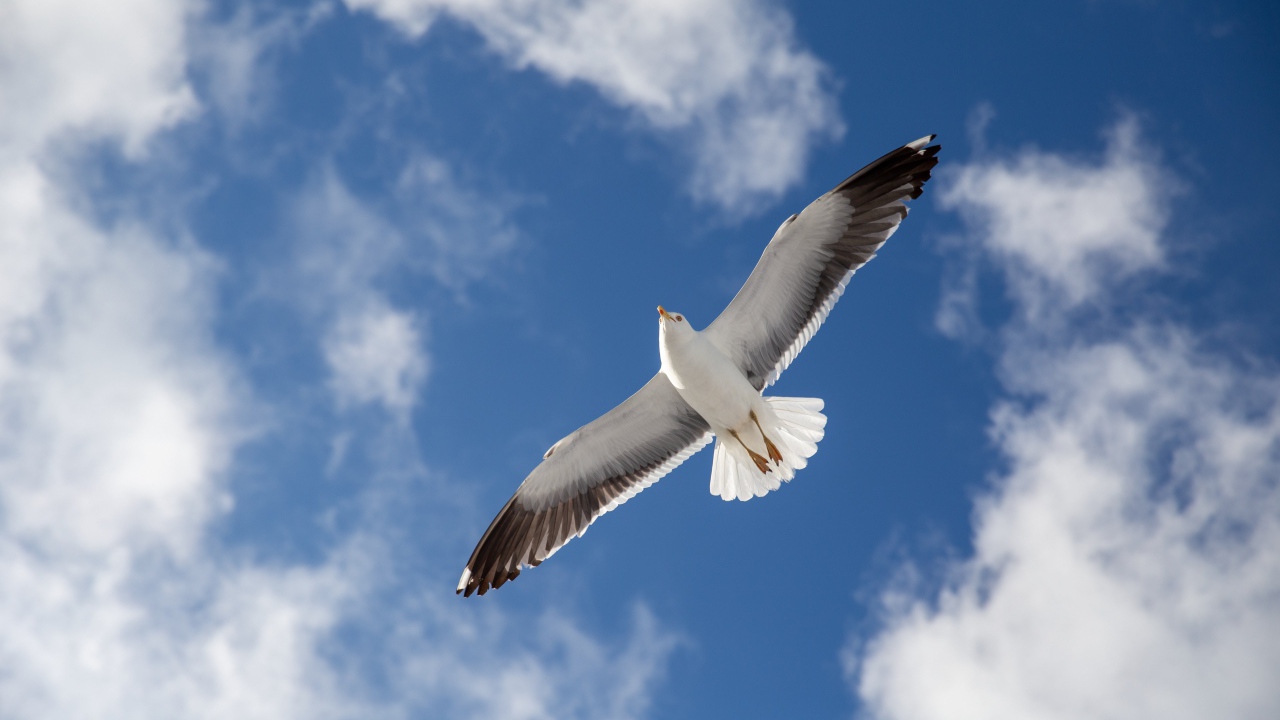 Большая серая чайка в голубом небе 