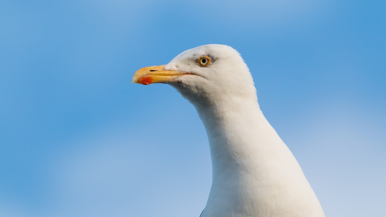 Голова белой чайки на фоне голубого неба 