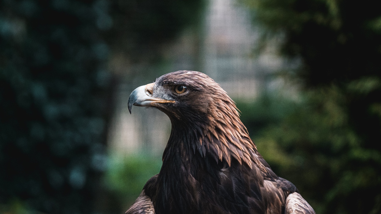 Большой хищный беркут с острым клювом