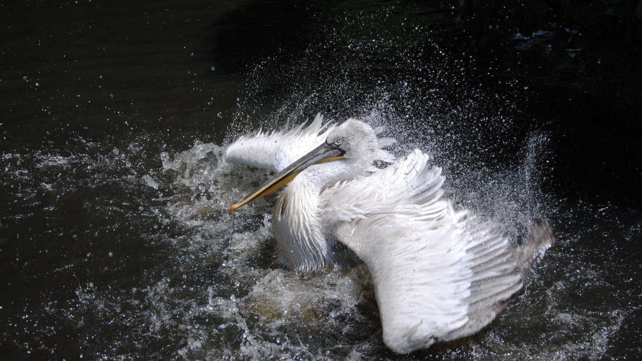 Большой белый пеликан плескается в воде 