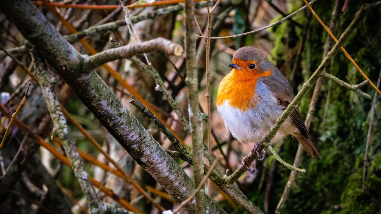 Маленькая птица зарянка сидит в ветках на дереве