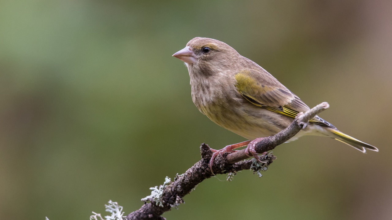 Маленький соловей сидит на ветке дерева крупным планом