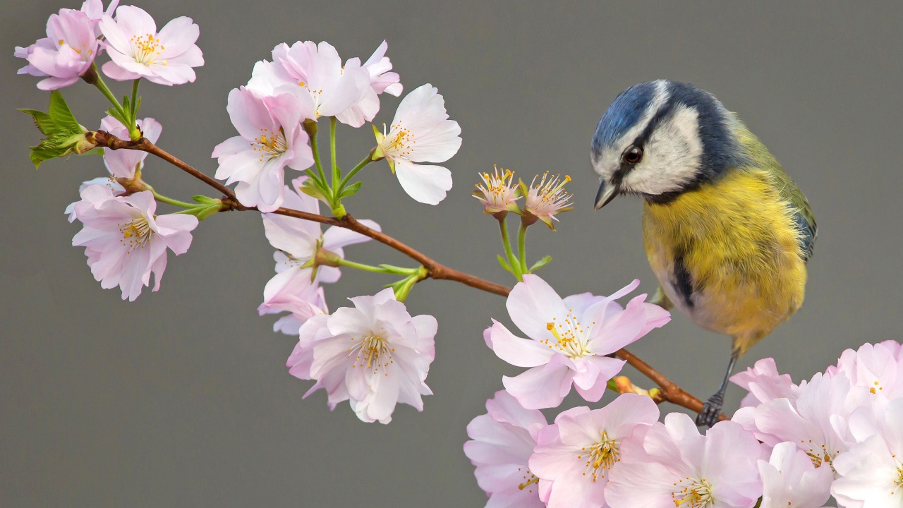 Маленькая синица сидит на ветке с цветами