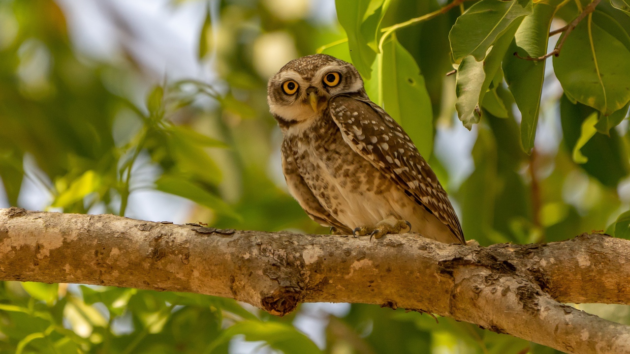 Сова сидит на ветке дерева в зеленых листьях