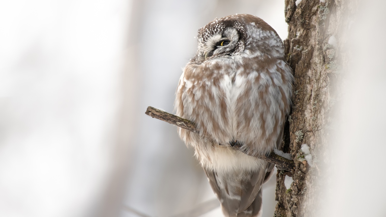Сова спит на ветке дерева 