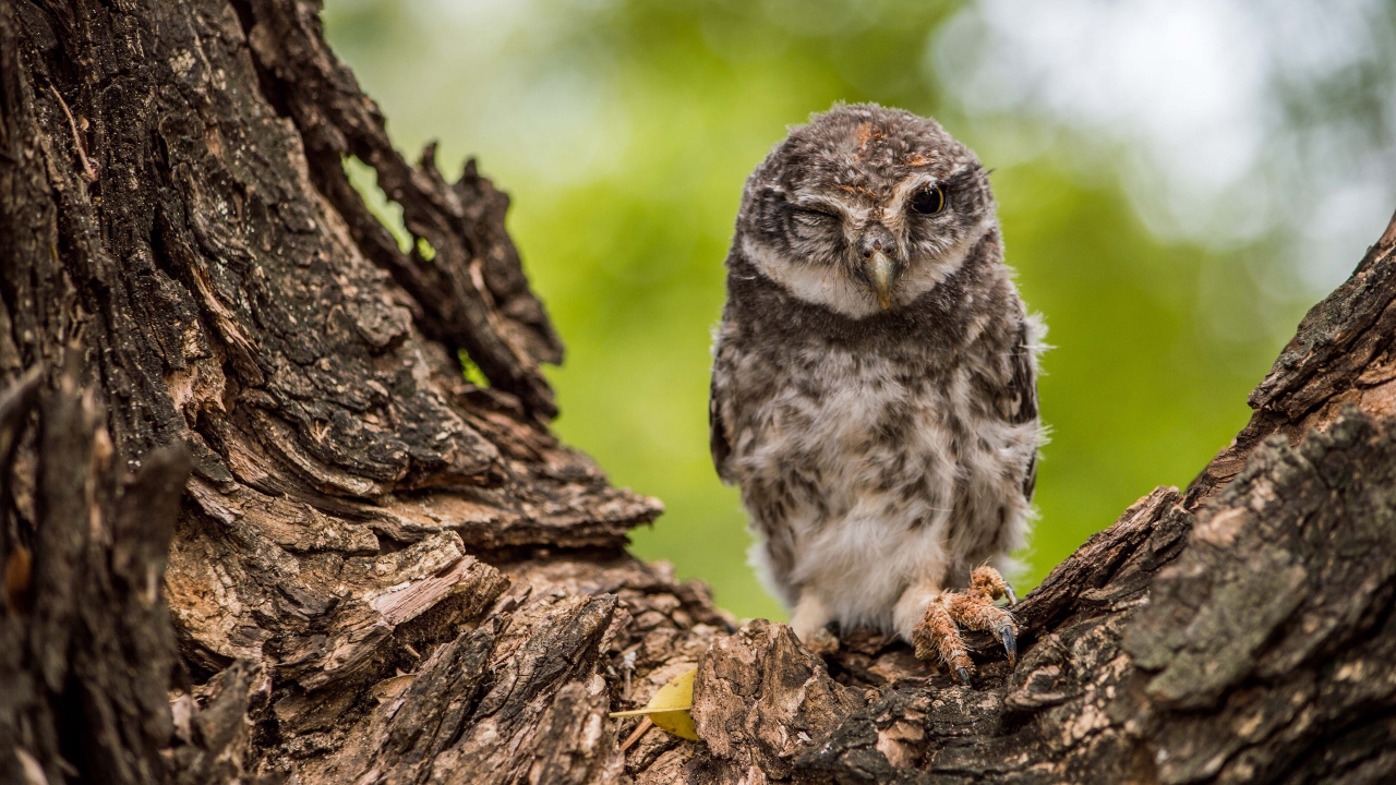Сова подмигивает на дереве 