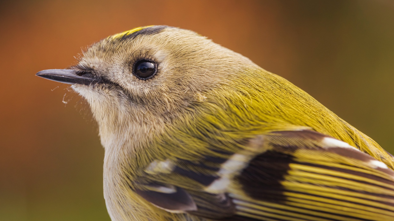 Маленькая птица дрозд крупным планом 