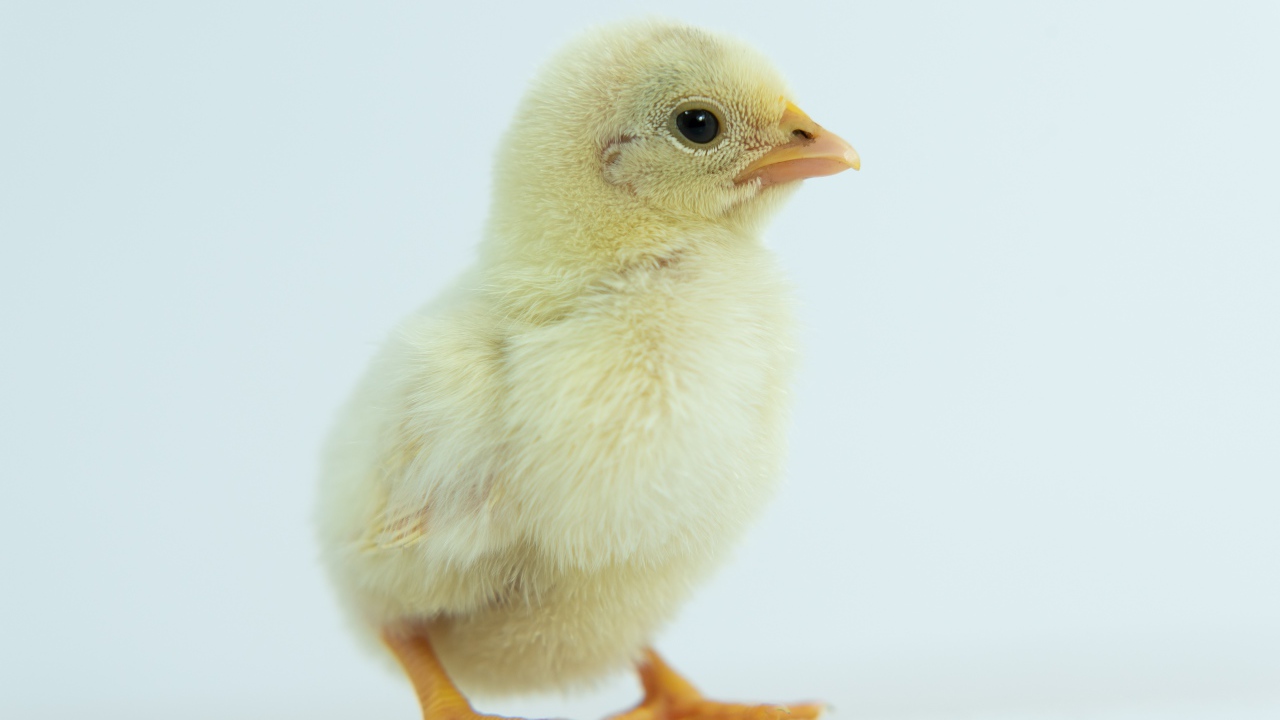 Маленький желтый цыпленок крупным планом