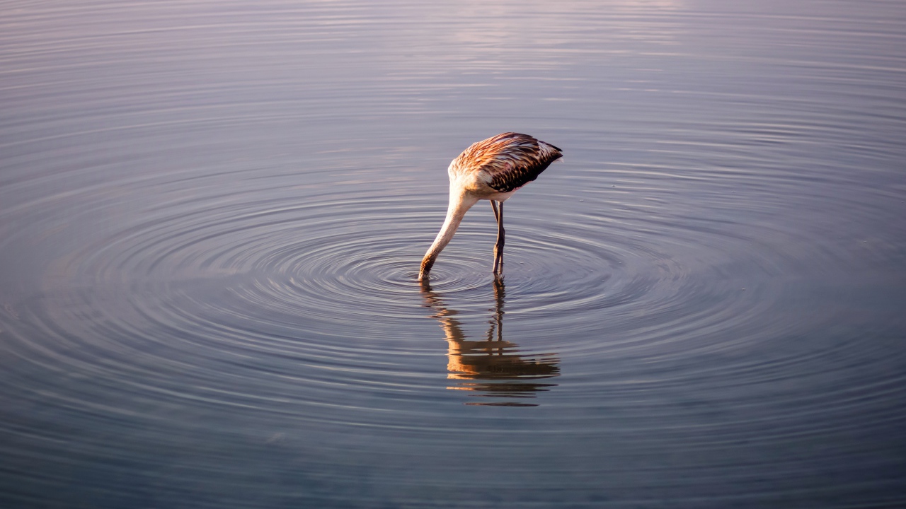 Птица опустила голову в воду озера