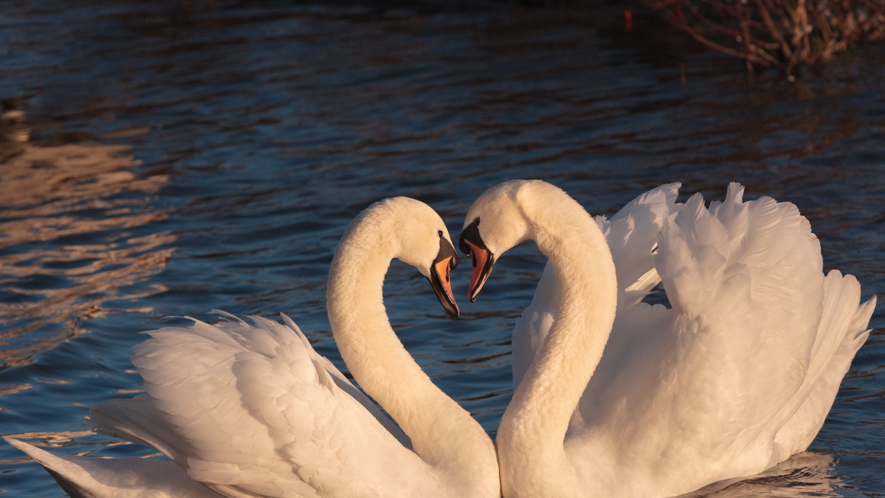 Два красивых влюбленных белых лебедя в воде 