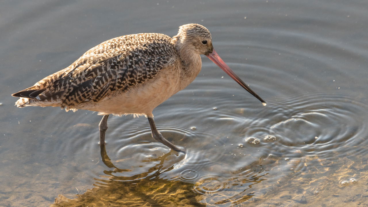 Перепончатопалый улит  с длинным клювом в воде 
