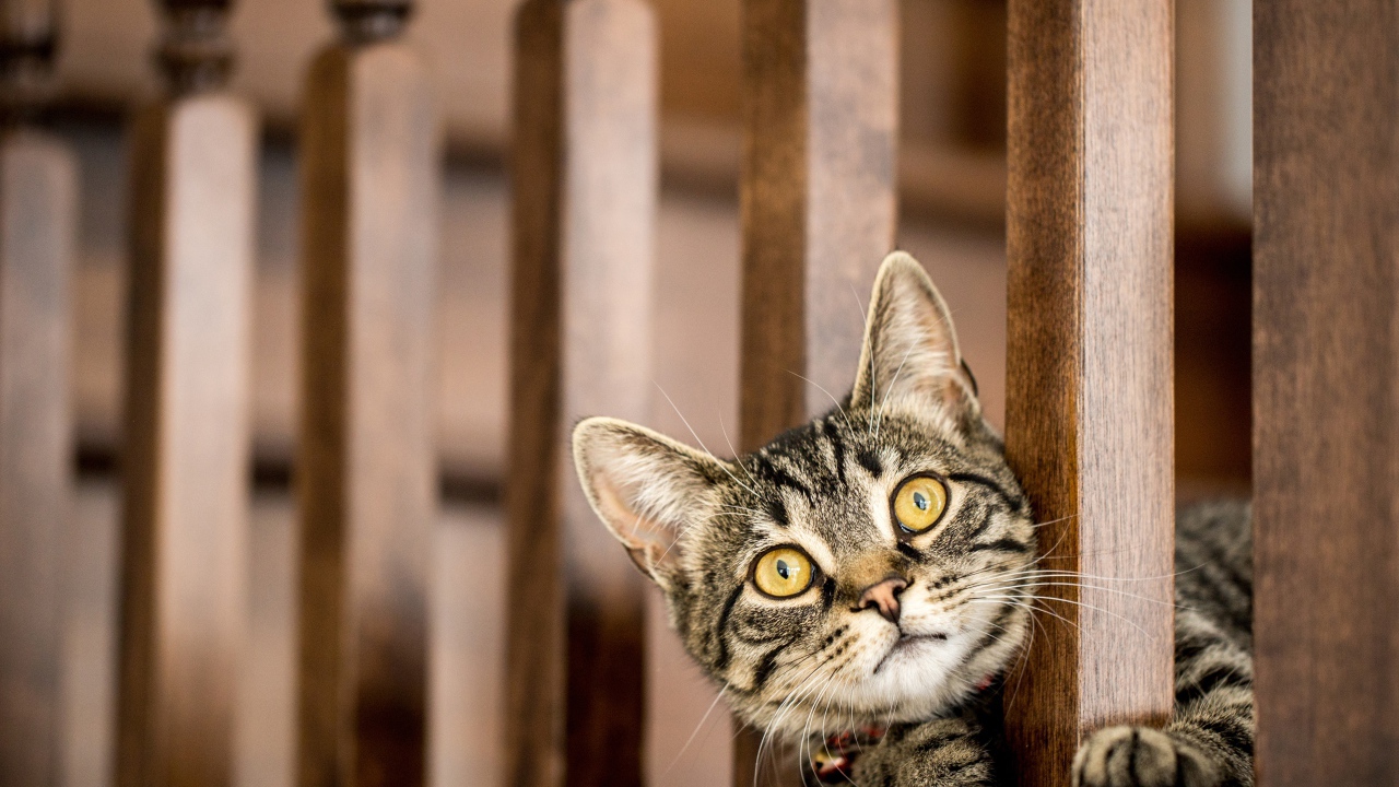 Серый кот с желтыми глазами выглядывает у перил 