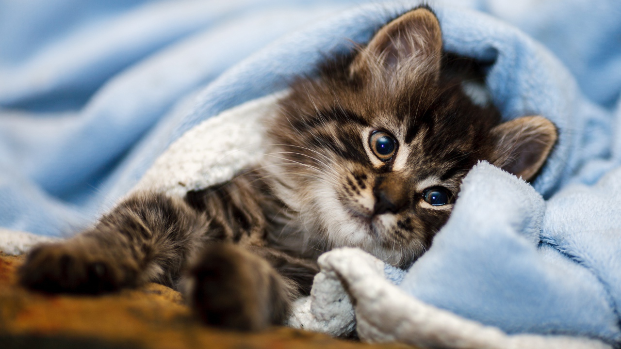 Породистый серый котенок лежит под голубым покрывалом 