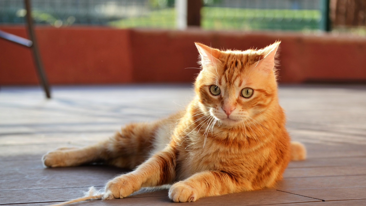 Удивленный серый кот лежит на деревянном полу