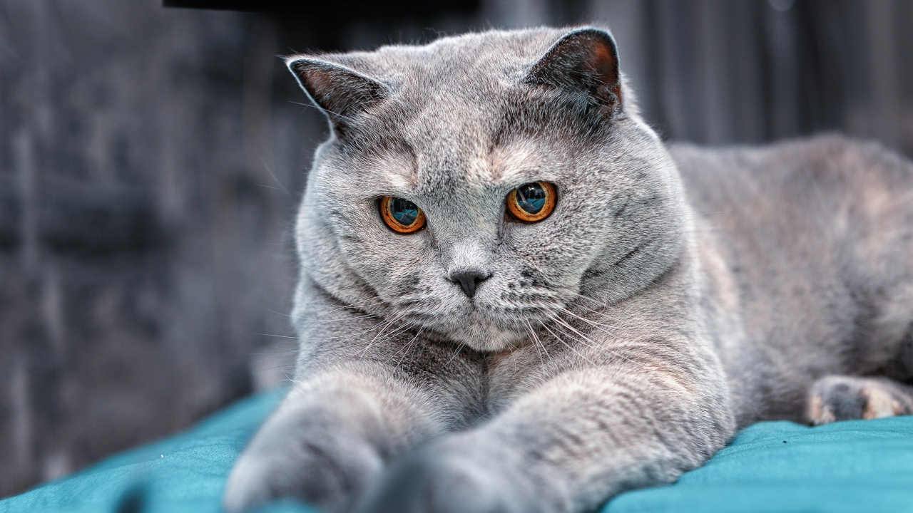 Пепельный британский кот с карими глазами на кровати