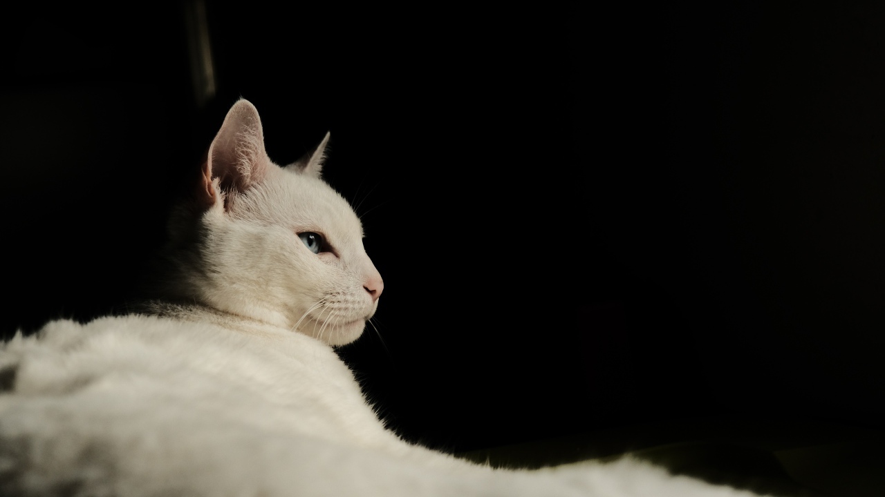 Красивая голубоглазая кошка на черном фоне