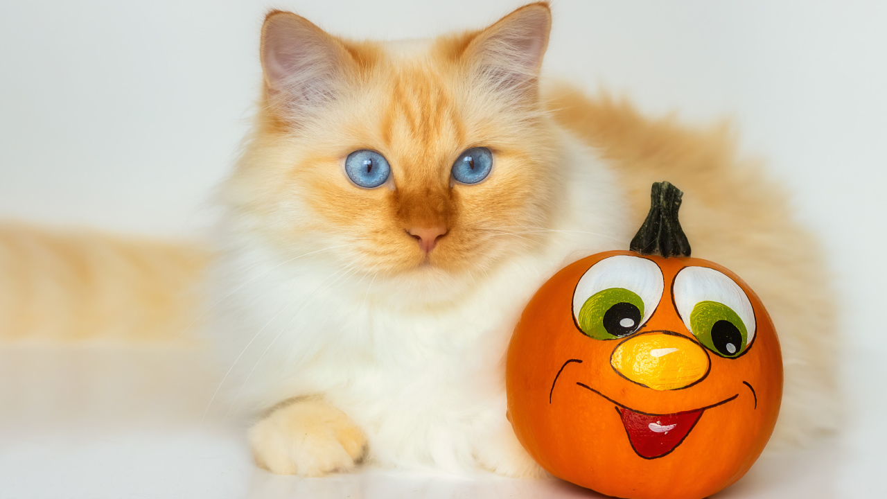 Красивый голубоглазый рыжий кот с игрушкой