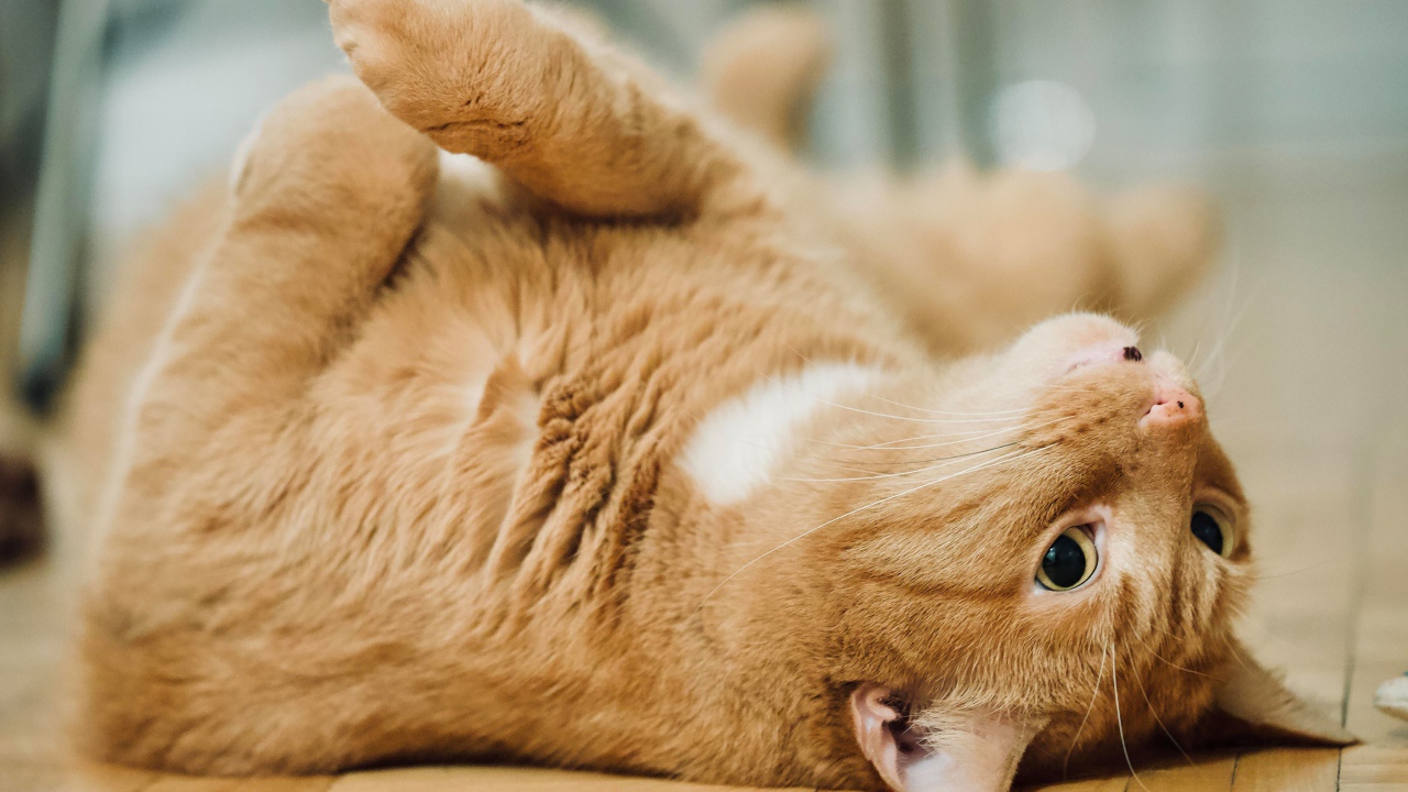 Красивый домашний рыжий кот лежит на полу 