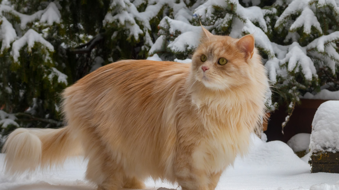 Красивый пушистый рыжий кот у заснеженной ели