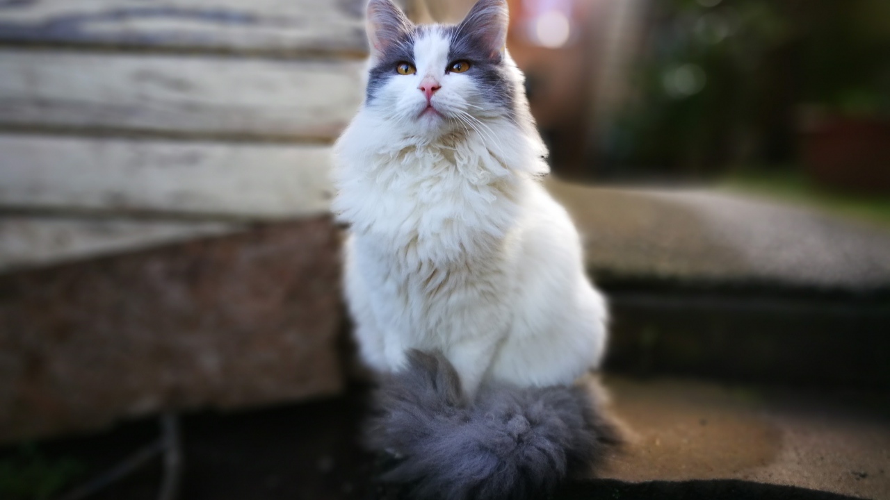 Красивый пушистый белый кот с серыми пятнами