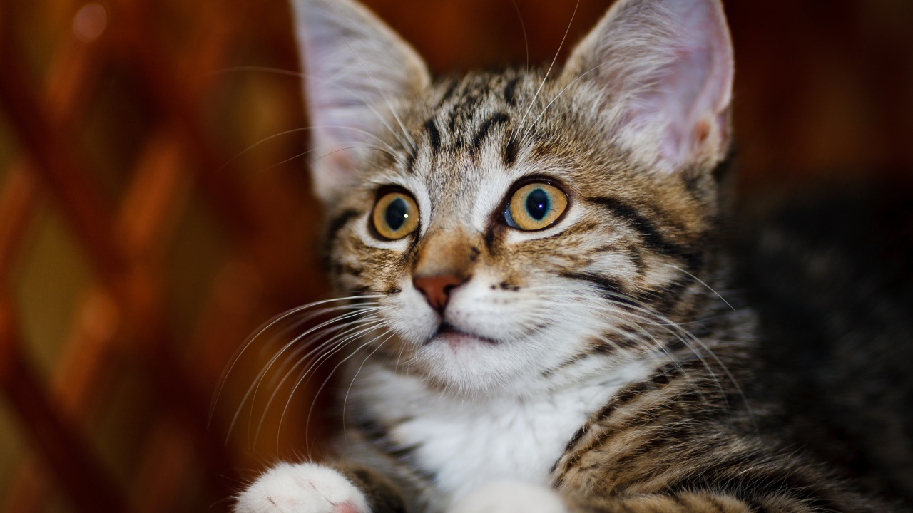 Красивый серый котенок с белыми пятнами 