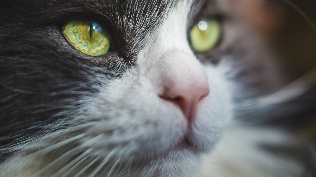 Красивые зеленые глаза кота 