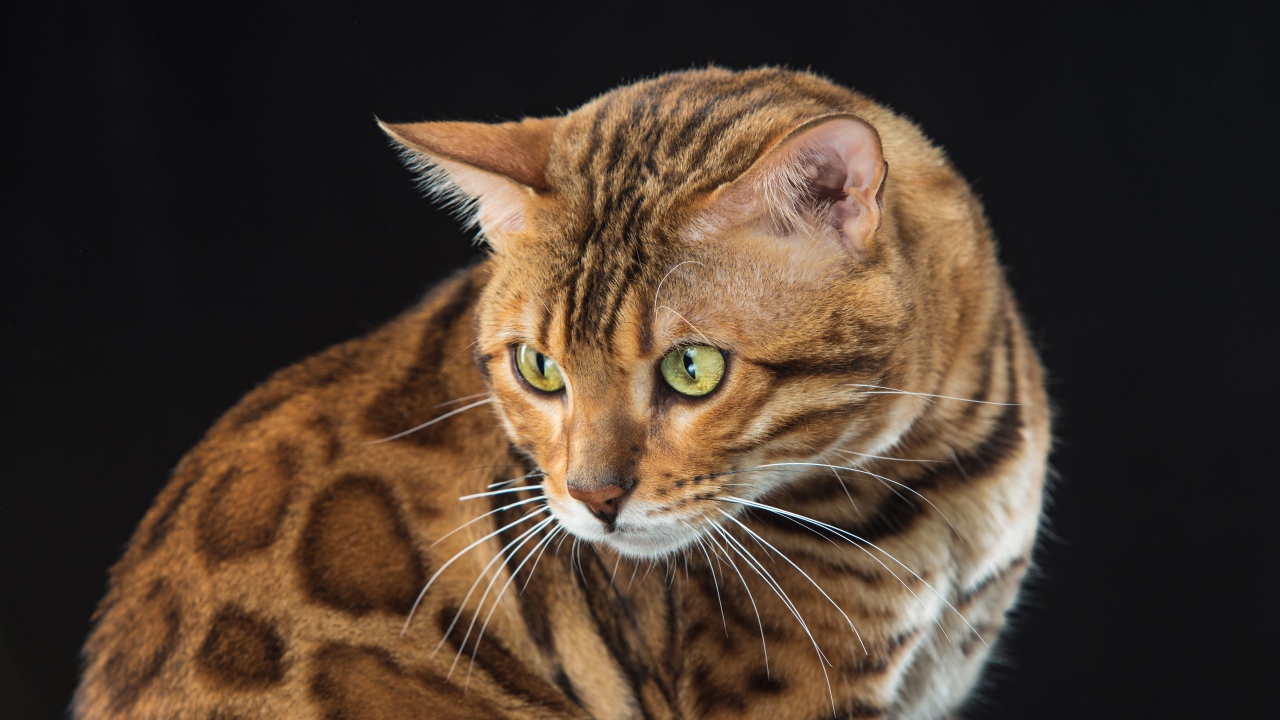 Красивая пятнистая бенгальская кошка на черном фоне 