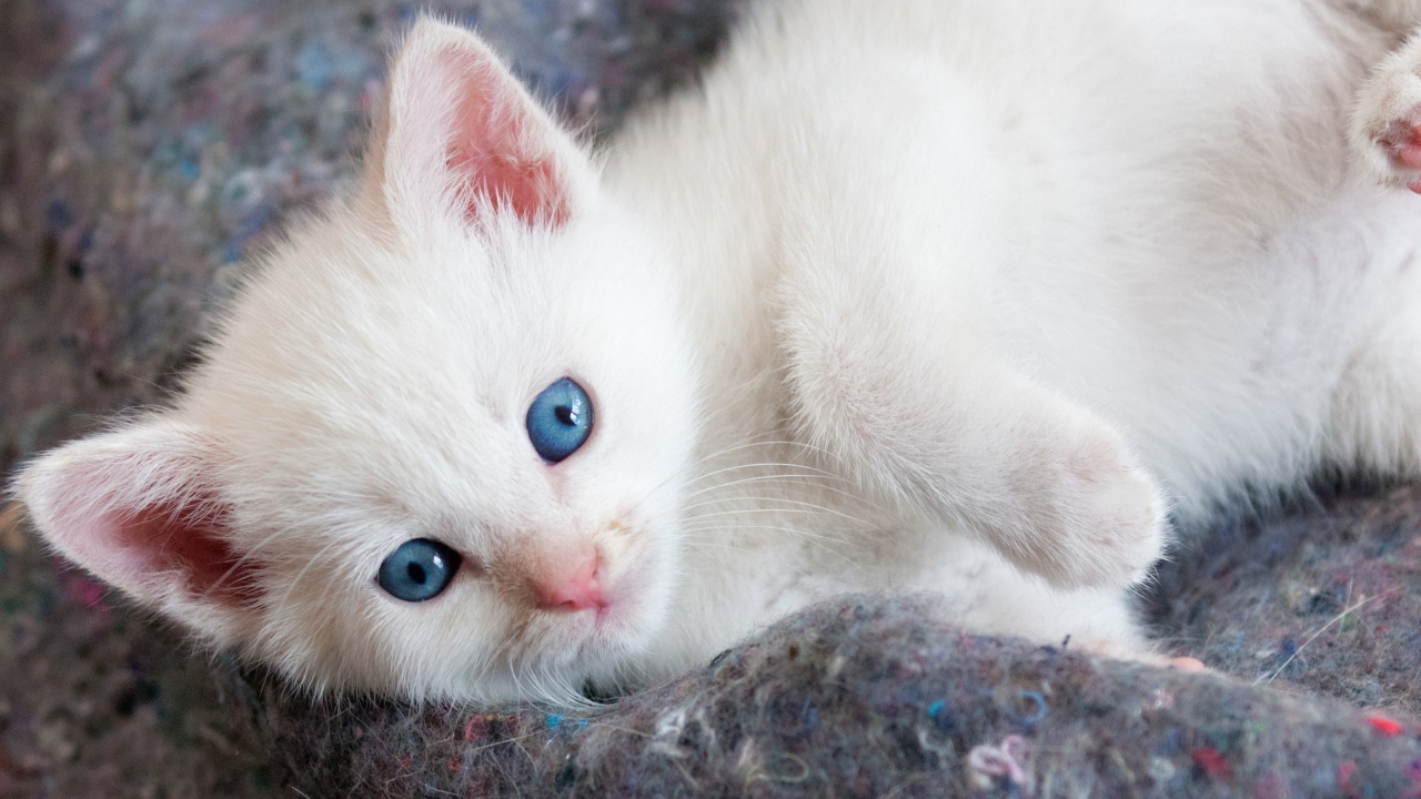 Красивый белый котенок с голубыми глазами