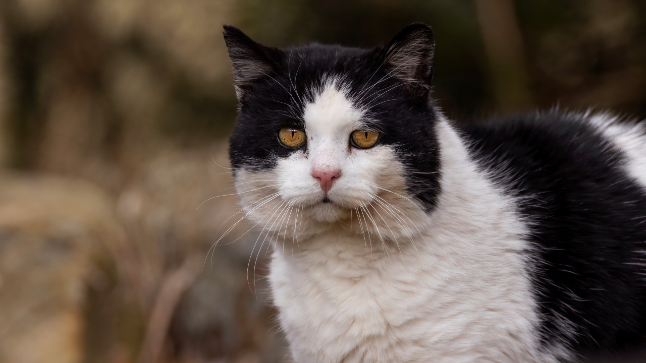 Большая морда черно-белого кота 