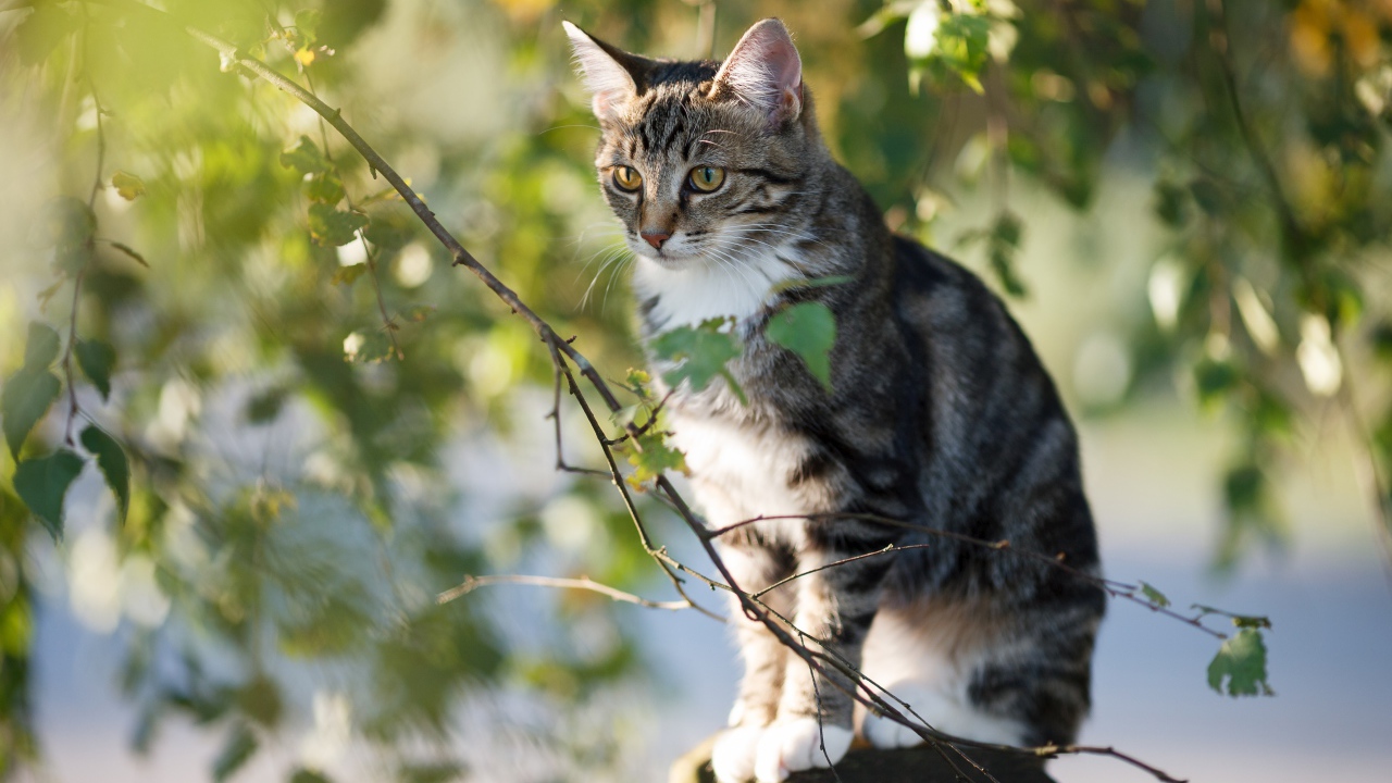 Большой серый кот сидит на заборе у дерева