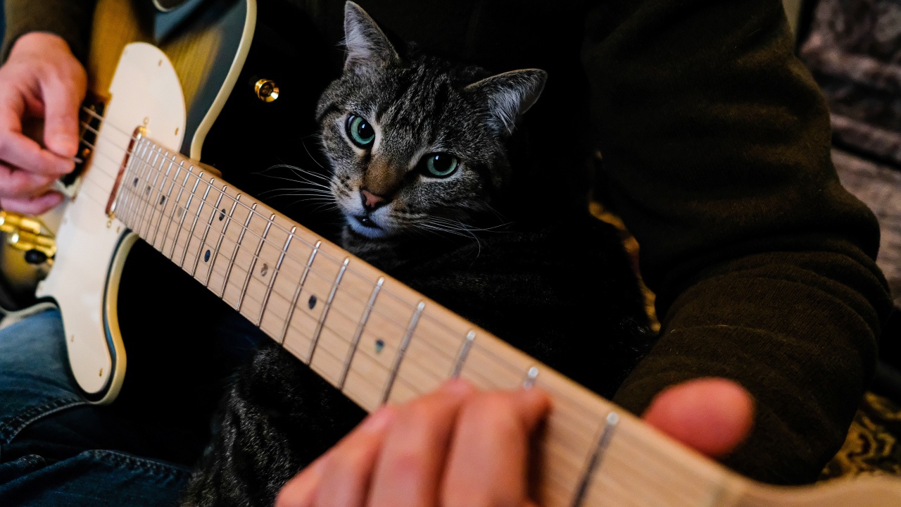 Большой серый кот сидит на руках у гитары