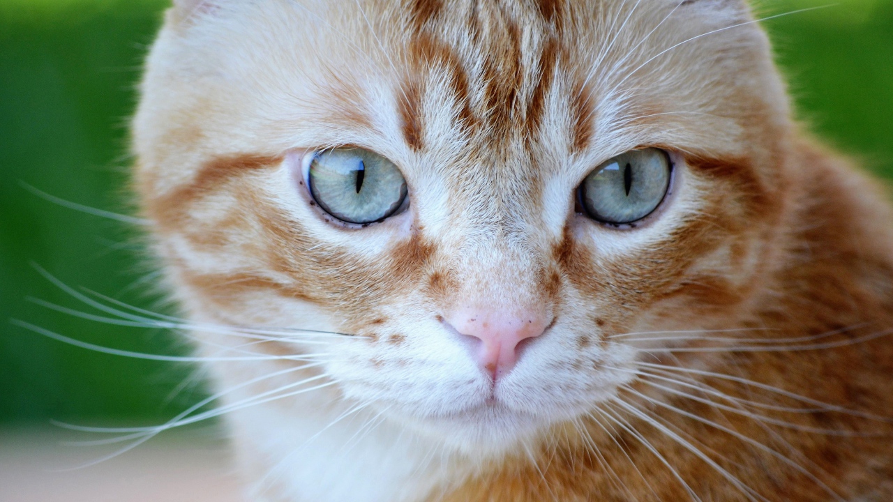 Большой рыжий голубоглазый кот крупным планом