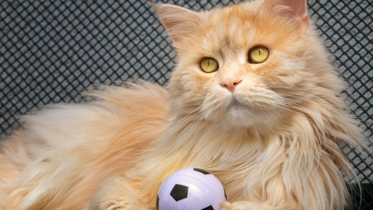 Большой рыжий кот играет с мячиком